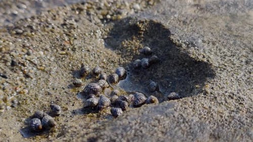 small sea creatures and shells that move, sea water texture background