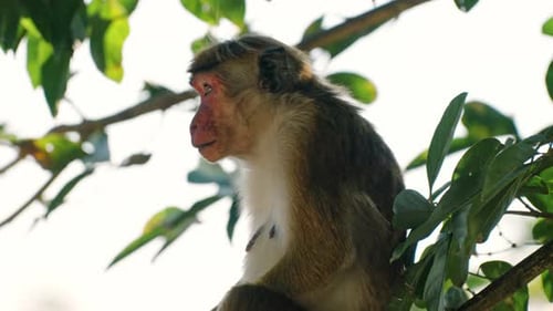 Sri Lankan monkey on jungle tree, Sri Lanka
