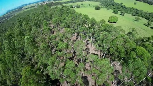 Eucalyptus Plantation at Country Scenery in Rural Landscape Countryside.