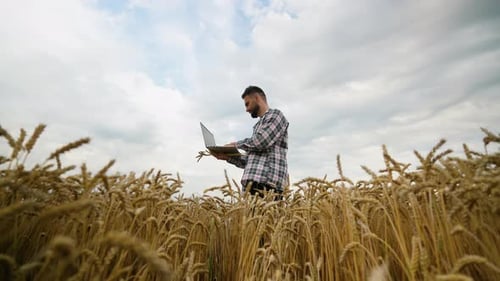 Man Using Laptop in Golden Wheat Field on Farm