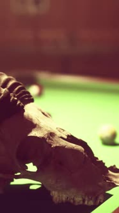A Close Up of an Animal Skull on a Pool Table