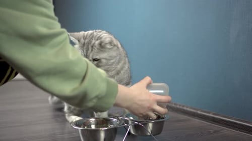 The Hostess Pours Dry Food Into a Bowl for the Cat
