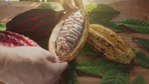 Fruta de cacau fresca com feijão e folhas de cacau em uma mesa de madeira à luz do sol.