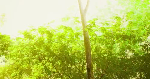 Light Filters Through Vibrant Green Leaves in a Tranquil Forest Setting