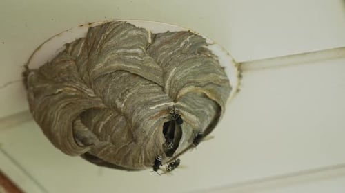 A wasp nest built into a pot light fixture in a ceiling. One wasp crawls out and flies away as other