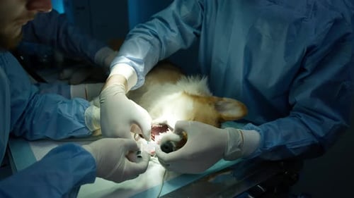 Prevent Pet Dental Problems with Indepth Cleaning Procedure Dog Teeth Health