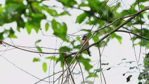 Colorful Bird Perched on Branch in Natural Setting