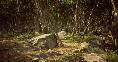 Vibrant Forest Grove with Sun Dappled Rocks and Lush Greenery in Nature