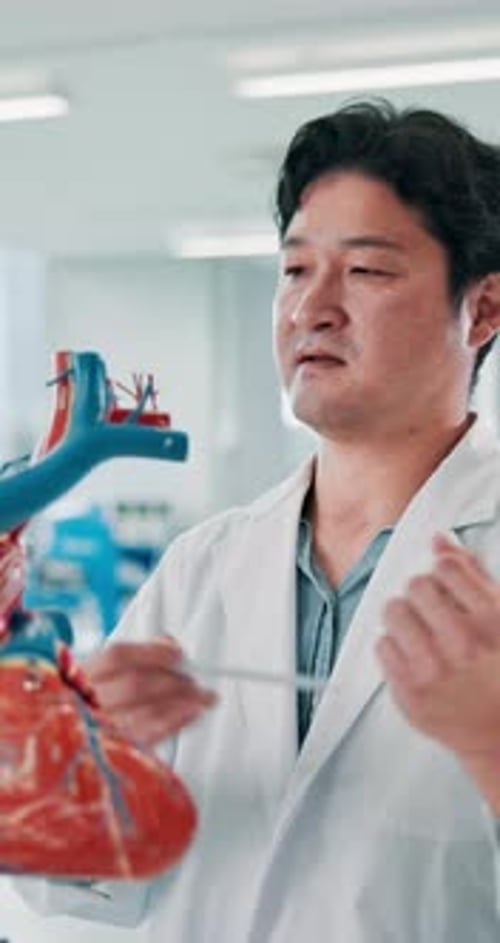 University, man and doctor pointing at heart model for teaching, learning