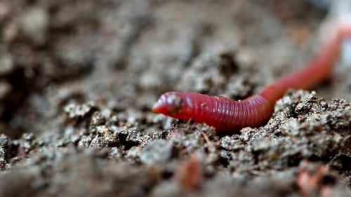 Red earthworm navigates rich, damp soil