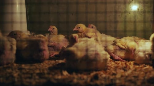 Group of Newborn Chicks Huddling Together for Warmth Under a Heat Lamp in a Cage on a Farm