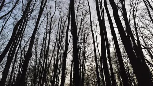 Looking Up On Tall Winter Trees Against Clear Sky In The Quiet Forest - low angle dolly shot (backwa