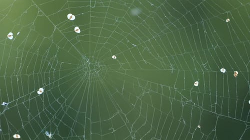 Catching Insects on a Delicate Cobweb with Natural Green Background