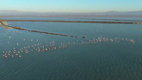 Aerial view of a flamingo flock in a calm lake at sunset