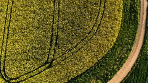 aerial drone flying down top down view of spring yellow flowers in a small village, Field of rapesee