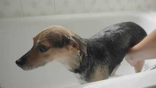 Small Dog Getting a Bath Indoors