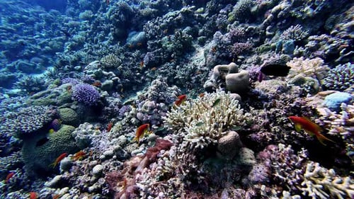 Colorful fish swimming in clear ocean water above coral reef seabed.