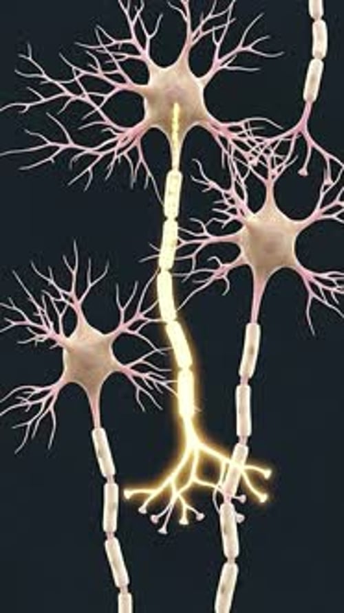 Neurons - Nerve Cell Anatomy With Axonal Impulse 3D Medical Animation | Manestream Den