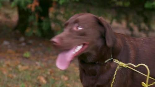 Brown Labrador Retriever in a Grassy Area