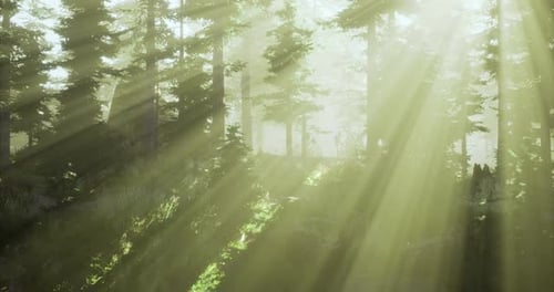 Sunlight Streaming Through Trees in a Serene Forest Setting