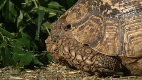 Close Up Of Tortoise Poking Head Out Of Body. Low Angle, Close Up