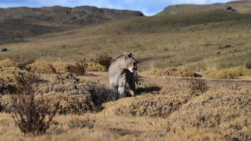 Puma scouting Torres Del Paine grassland, Chile