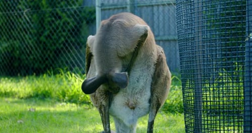 Rotes Känguru schnüffelt und reinigt sich selbst, in ECHTZEIT