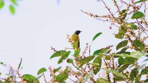 Colorful Bird Perched on Blossoming Branch in Bright Natural Setting