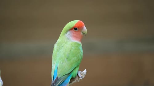 Green Rosy-faced Lovebird (Agapornis Roseicollis) Bird Perched