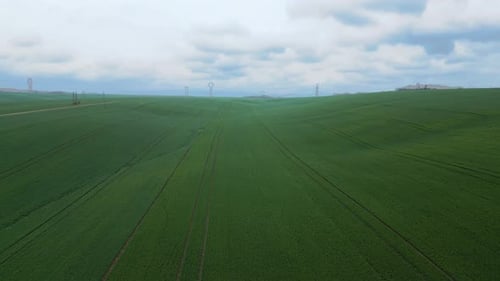 Field of green plantation with tractor tractor tracks and electric poles in the background - aerial