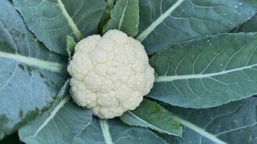 Blumenkohl wächst auf dem Feld.