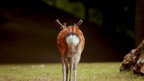 Back View Of Lone Deer Strolling On Green Grass