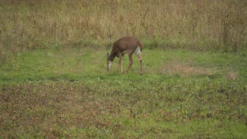 Doe Grazing in Greenery