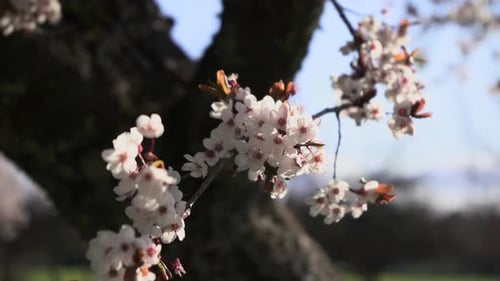 Beautiful White Flowers Bloom on Tree Branches