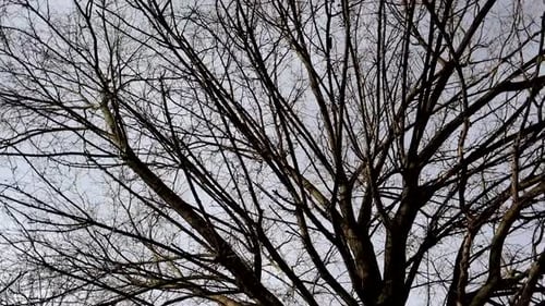 Full rotation of tree dry branches in winter. View from below
