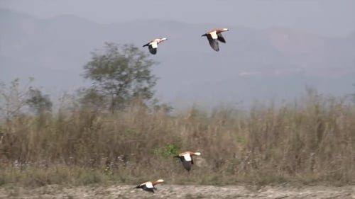 Des crustacés roux prennent leur envol dans le parc national de Chitwan, dans le sud du Népal, à faible altitude