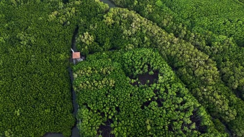 Tropical Mangrove Forest Aerial with Lookout Tower and Scenic River Channels Lush Vegetation