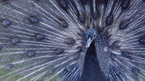 Peacock Displays Its Beautiful Iridescent Plumage