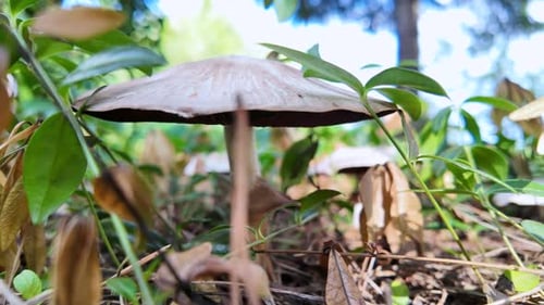 A lonely mushroom grows in a coniferous forest