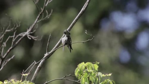 Ruby throated hummingbird