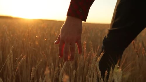 Male Hand Touching a Golden Wheat Ear in the Wheat Field Sunset Light Flare Light Unrecognizable