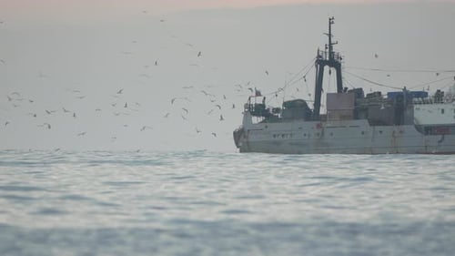 Fischereifahrzeug Ocean Birds Trawler Küstengewässer wahrscheinlich während des Fangbetriebs Anlocken