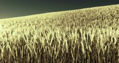 Golden Wheat Field Swaying Under the Sun During a Clear Afternoon