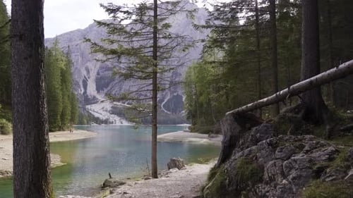 Pfad im Wald in der Nähe des Flusses