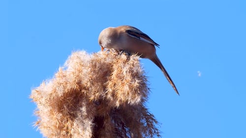 D Bearded Reedling
