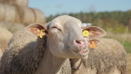 La brebis Lacaune, une laiterie française de race pure, régurgite et commence à mâcher du lait caillé.