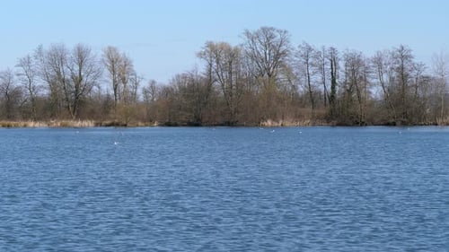 Seagulls and ducks fly and float across water in windy sunny day