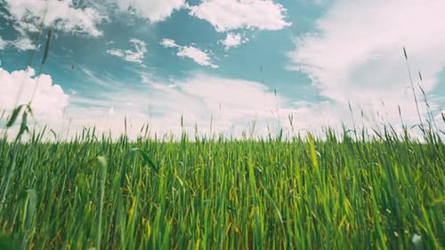 Young Wheat Shoots Timelapse Timelapse
