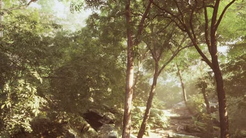 Beautiful Green Forest Glade in a Light of Sun