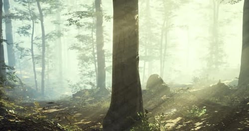 Light Filtering Through Trees Creates a Mystical Atmosphere in a Forest